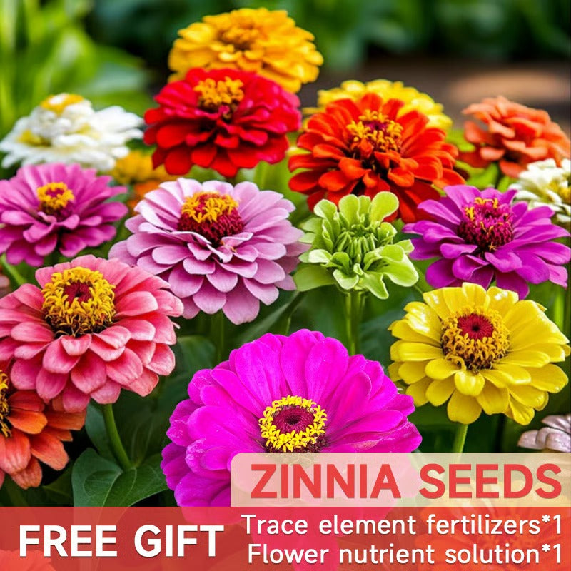 Double Zinnia Mixed Color Seeds Easy-Grow Heirloom Blooms for Your Garden Buy 1 Get 1 Free