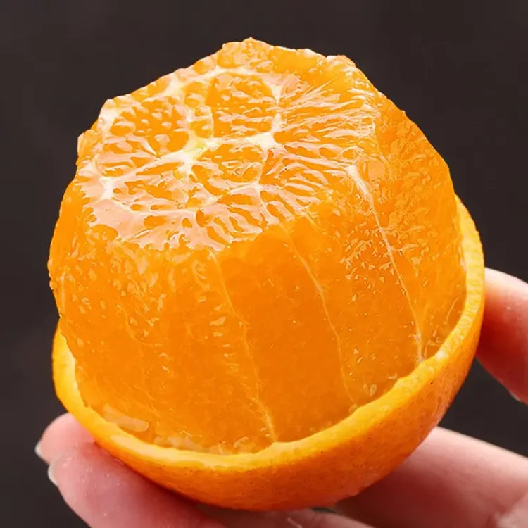 AI Imported Jelly Orange Seeds Pack Of 2