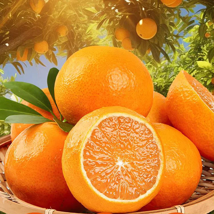 AI Imported Jelly Orange Seeds Pack Of 2
