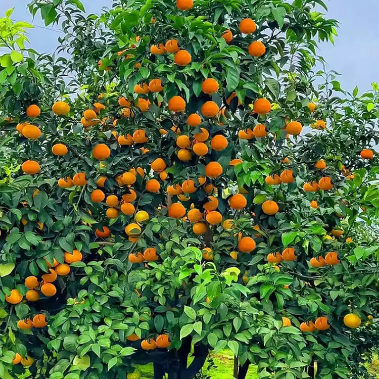 AI Imported Jelly Orange Seeds Pack Of 2