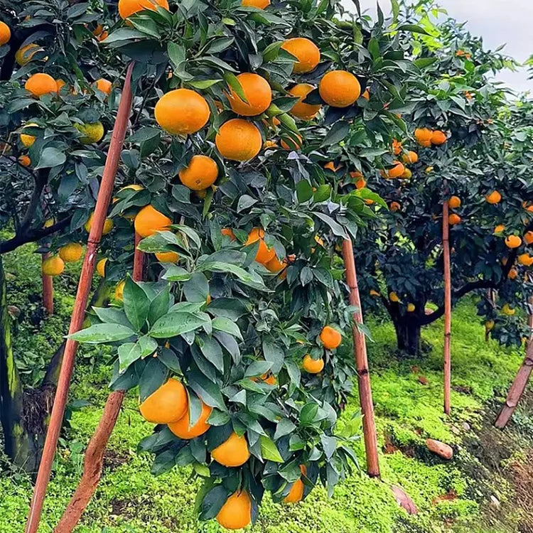 AI Imported Jelly Orange Seeds Pack Of 2
