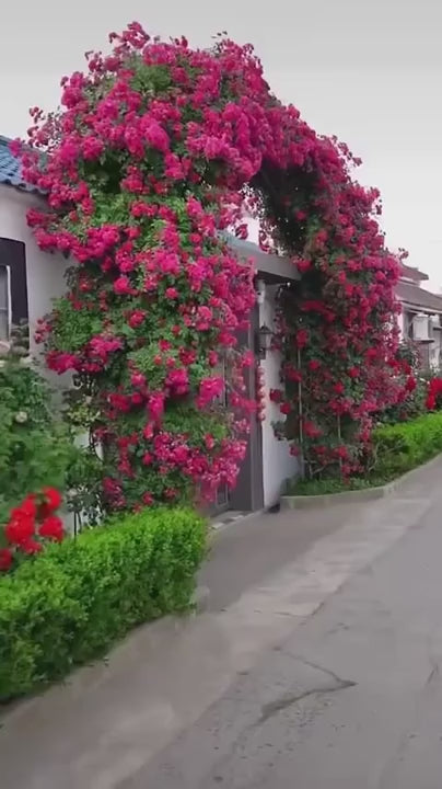 SS Imported Seeds Elegant Climbing Rose Flower Seeds and plant boost pack of 2