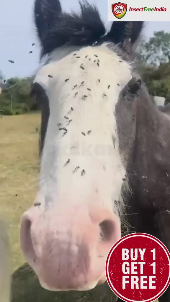 Insect Free India Fly Killer Spray pack of 2
