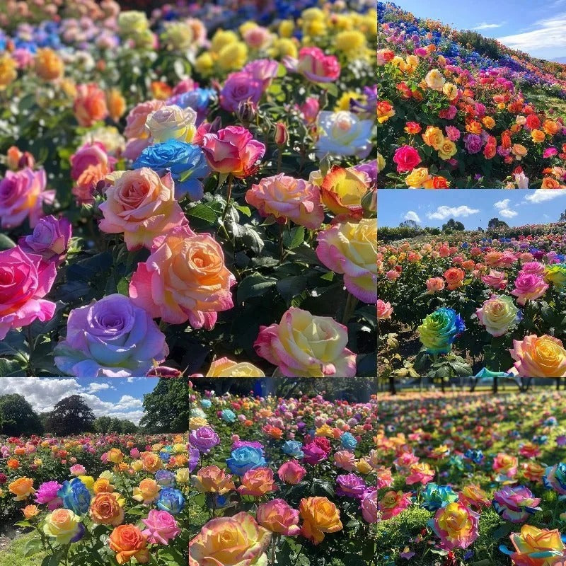 Mixed Color Rainbow Rose Seeds – Perennial Flower Seeds / Large Flowers / Easy to Grow  BUY 1 GET 1 FREE!