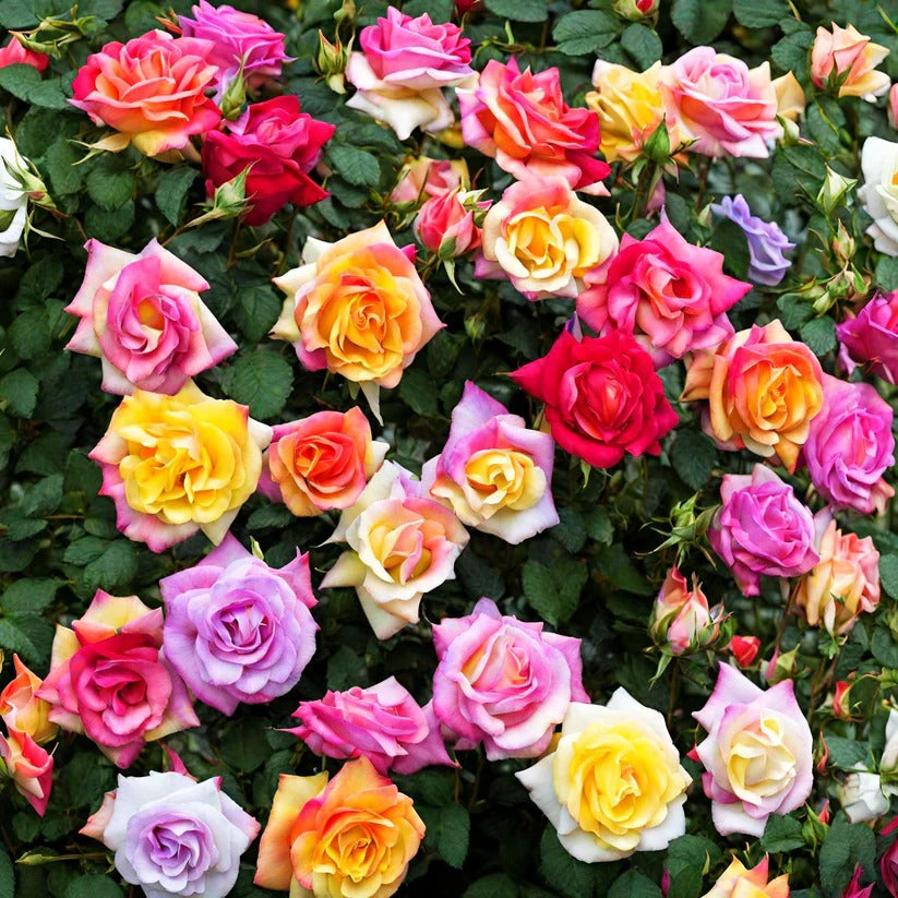 Mixed Color Rainbow Rose Seeds – Perennial Flower Seeds / Large Flowers / Easy to Grow  BUY 1 GET 1 FREE!