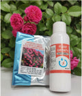 AI elegant climbing rose flower seeds pack 2(100 seeds)