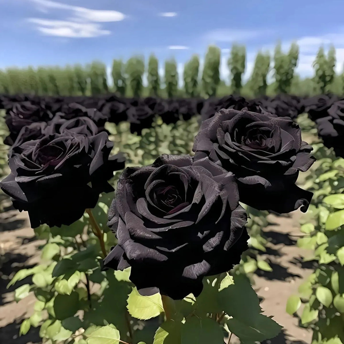 Black Knight Velvet Rose seeds | Buy 1 Get 1 Free