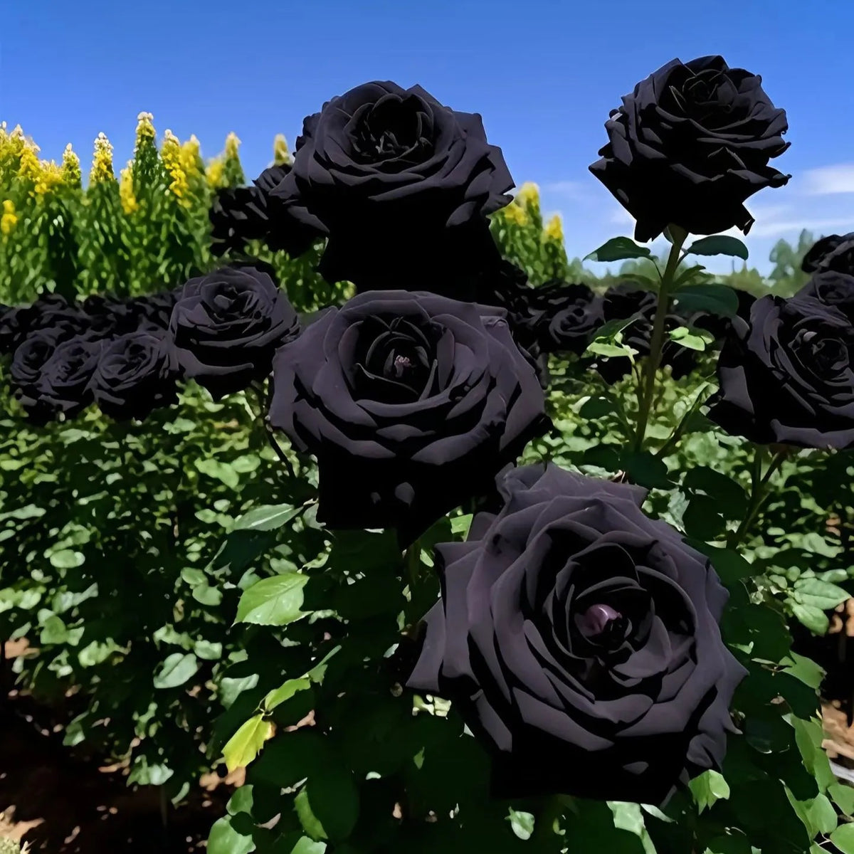 Black Knight Velvet Rose seeds | Buy 1 Get 1 Free