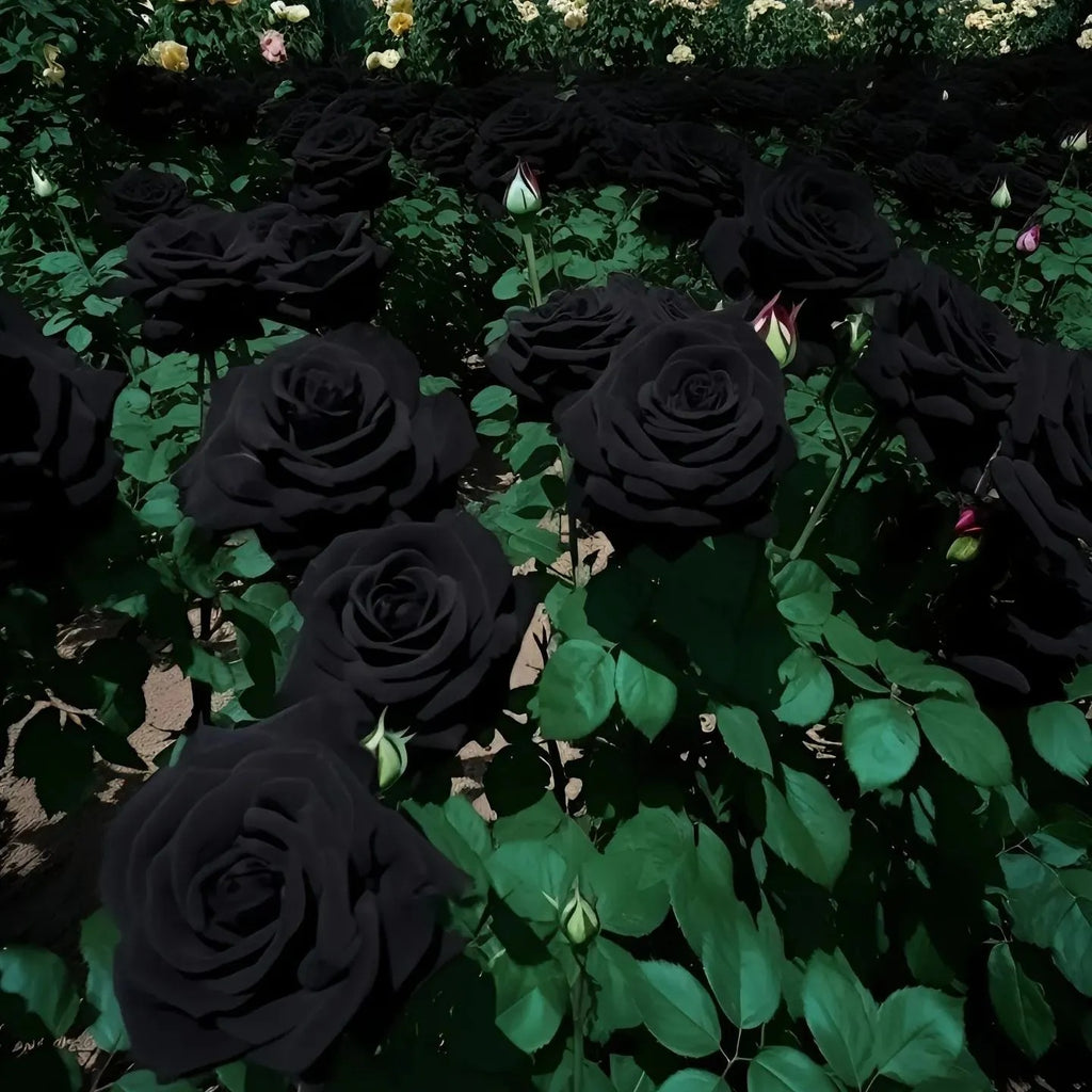 Black Knight Velvet Rose seeds | Buy 1 Get 1 Free