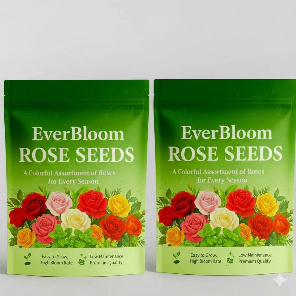 EVER BLOOM ROSE SEEDS( PACK OF 2) AND 1 PLANT GROWTH