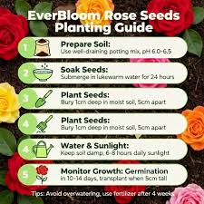 EVER BLOOM ROSE SEEDS( PACK OF 2) AND 1 PLANT GROWTH