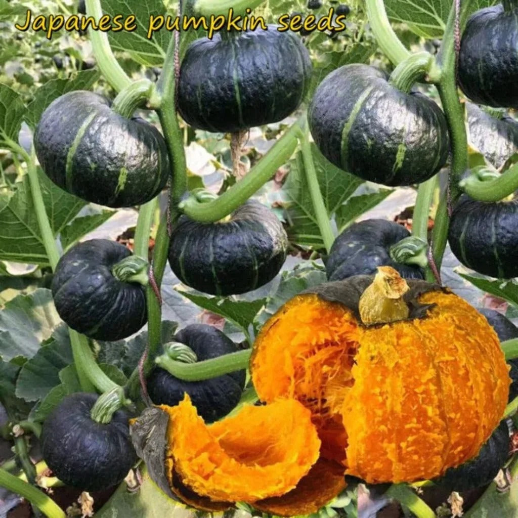 Beibei Pumpkin Seeds | Buy 1 Get 1 Free