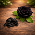 Black Knight Velvet Rose seeds | Buy 1 Get 1 Free
