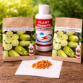 Buy 1 Get 1 FreeCucumber seeds "Golden Boy & Jade Girl" – With Plant Growth Supplement Free