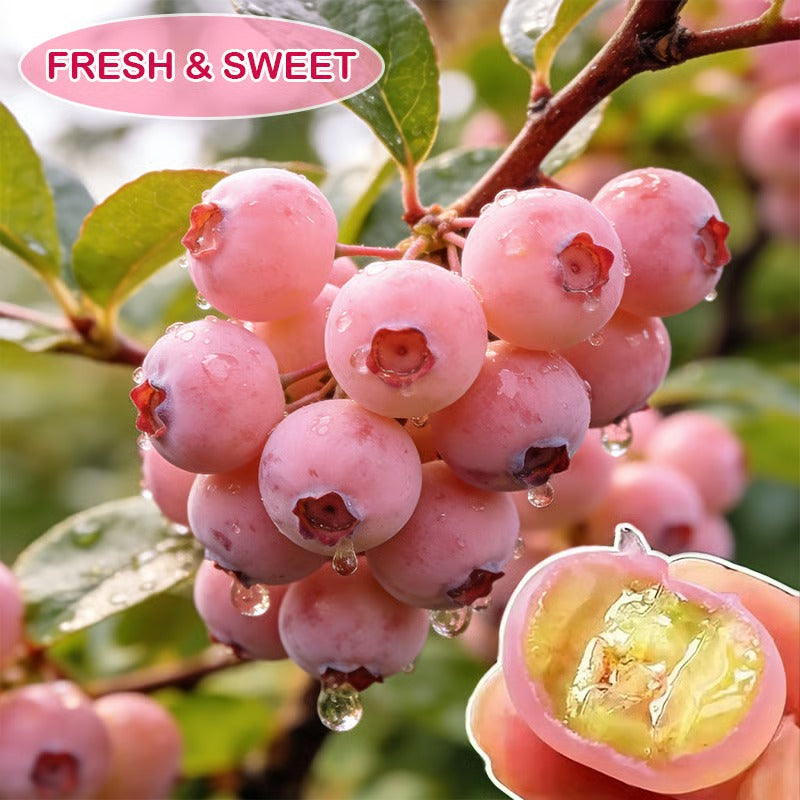 SS Premium Pink Blueberry Seeds -A Uniquely Delightful Taste BUY 1 GET 1 FREE