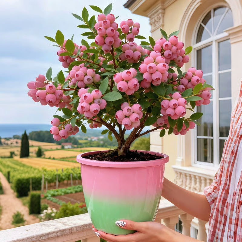 SS Premium Pink Blueberry Seeds -A Uniquely Delightful Taste BUY 1 GET 1 FREE
