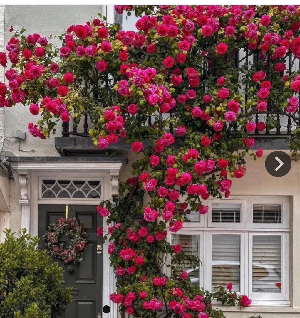 AI elegant climbing rose flower seeds pack 2(100 seeds)