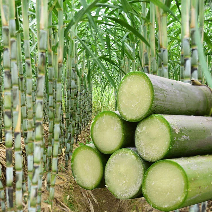 Imported Green Skinned Mini Sugarcane Seeds and Plant Booster
