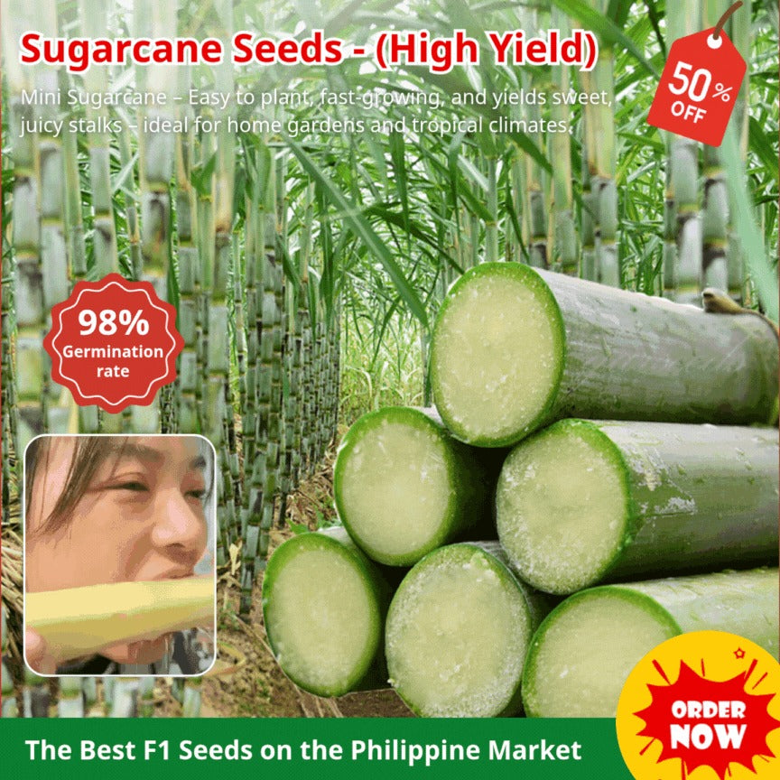 Sugarcane Seeds (High Yield) | Buy 1 Get 1 Free