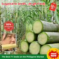 Sugarcane Seeds (High Yield) | Buy 1 Get 1 Free