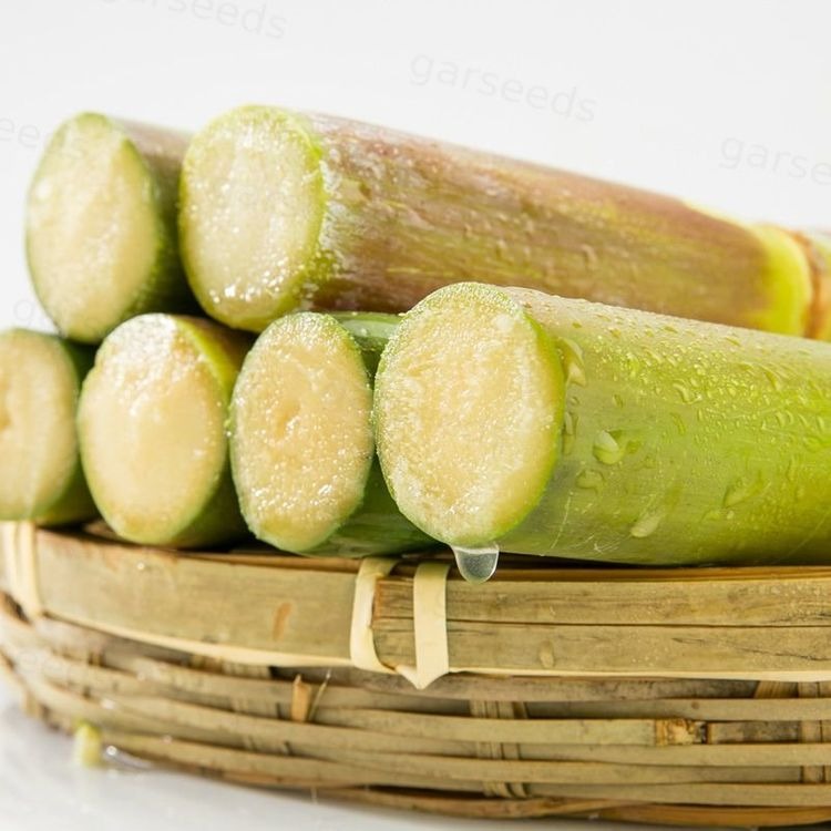 Sugarcane Seeds (High Yield) | Buy 1 Get 1 Free