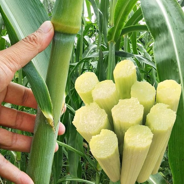 Sugarcane Seeds (High Yield) | Buy 1 Get 1 Free