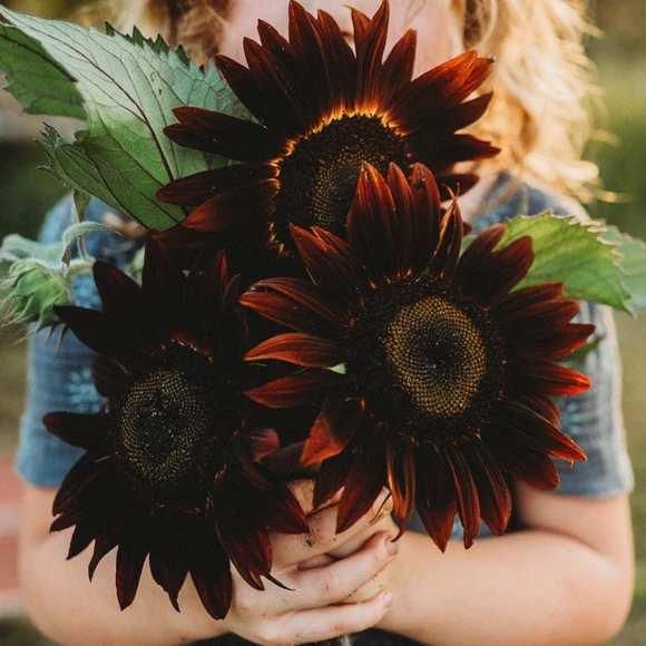 Chocolate Sunflower Seeds and plant growth