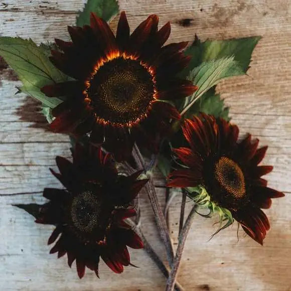 Chocolate Sunflower Seeds and plant growth