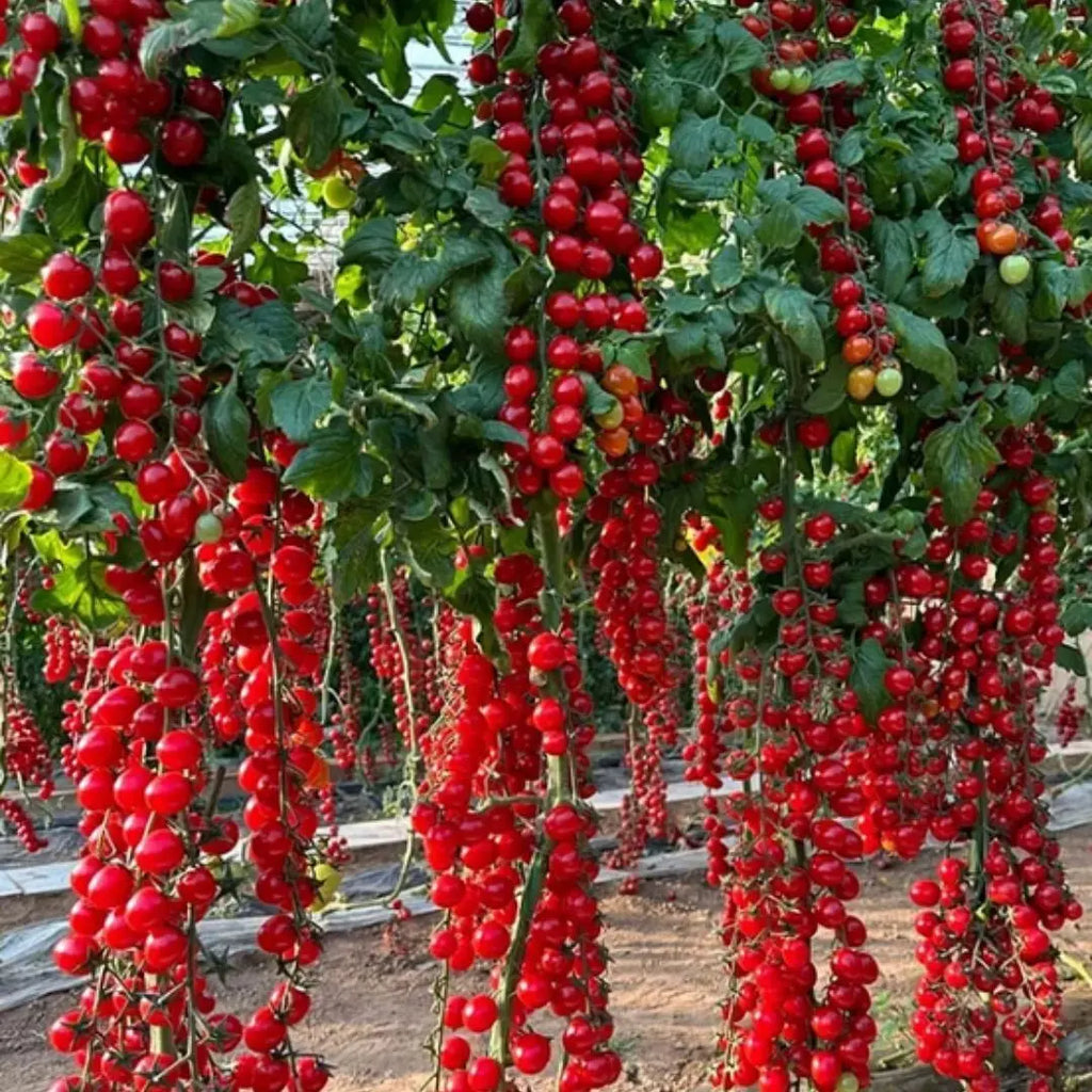 Waterfall Tomato Seeds pack of 1
