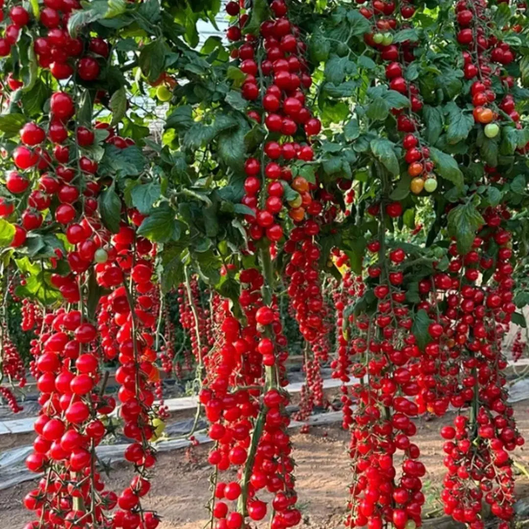 Waterfall Tomato Seeds pack of 1