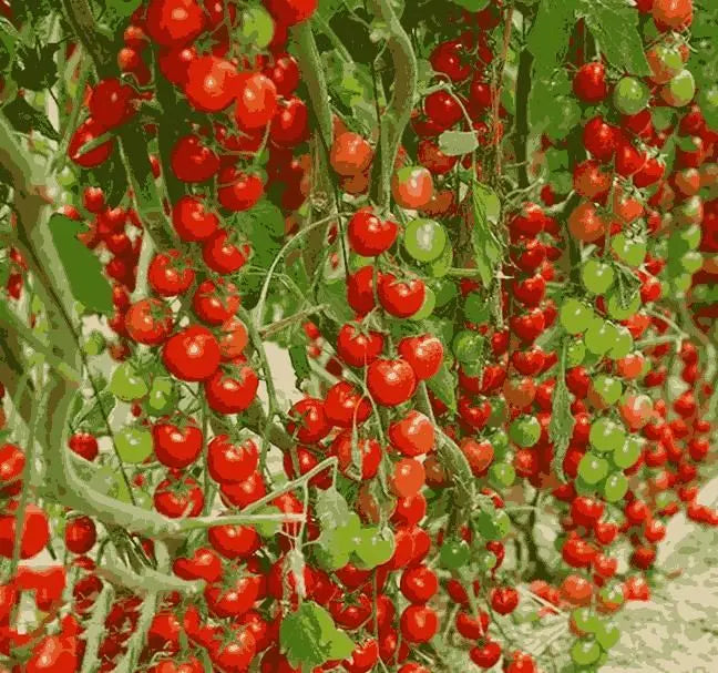 Waterfall Tomato Seeds pack of 1