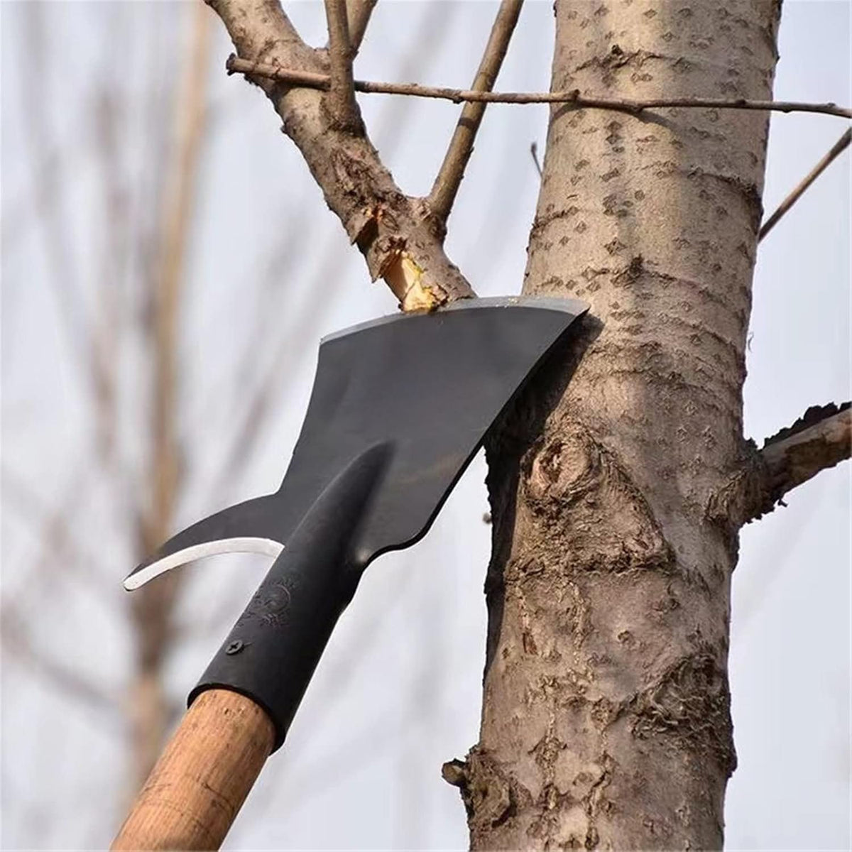 Palm Tree Trimmer