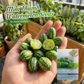 Mini Watermelon Seeds(pack of 2)