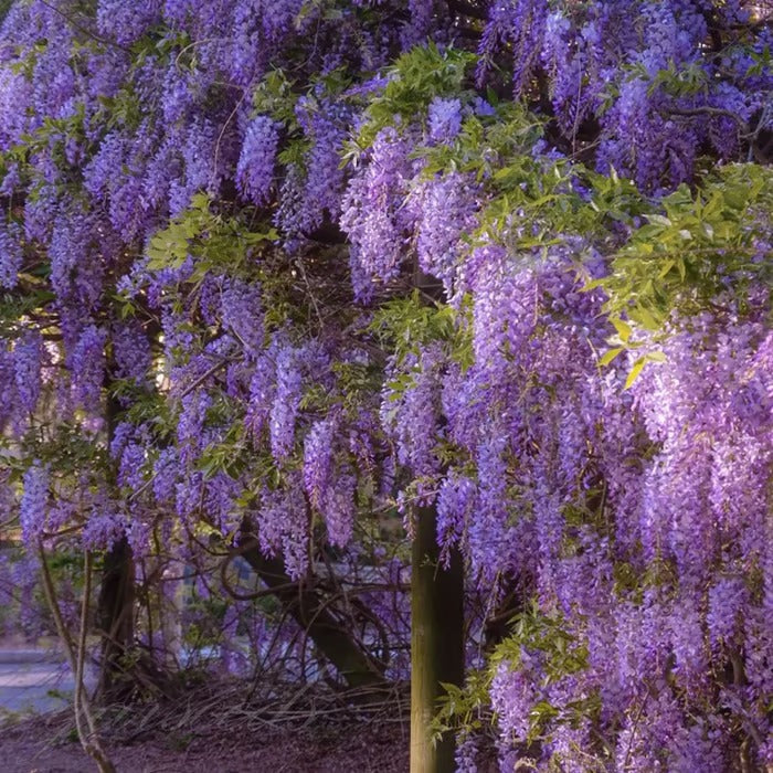 WISTERIA SEEDS- THE GARDEN’S CASCADING BUY 1 GET 1 FREE!