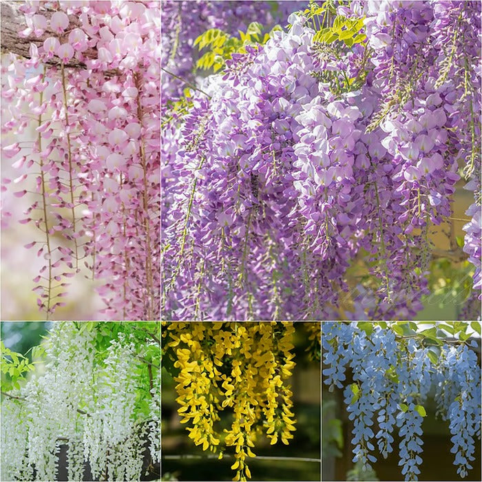 WISTERIA SEEDS- THE GARDEN’S CASCADING BUY 1 GET 1 FREE!