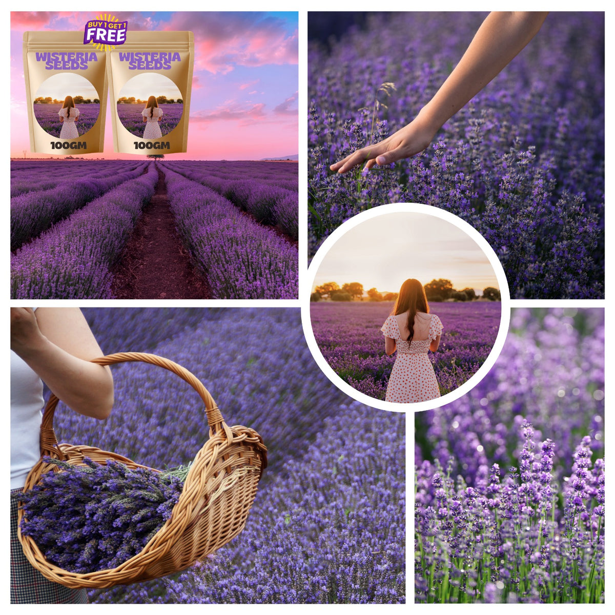 WISTERIA SEEDS- THE GARDEN’S CASCADING BUY 1 GET 1 FREE!