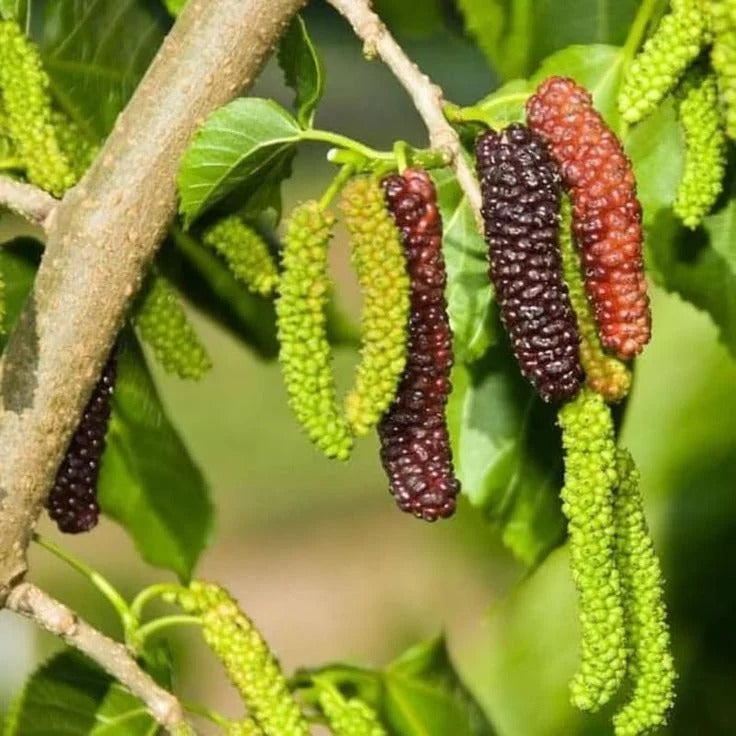 Four seasons long fruit mulberry seeds Buy 1 Get 1 Free