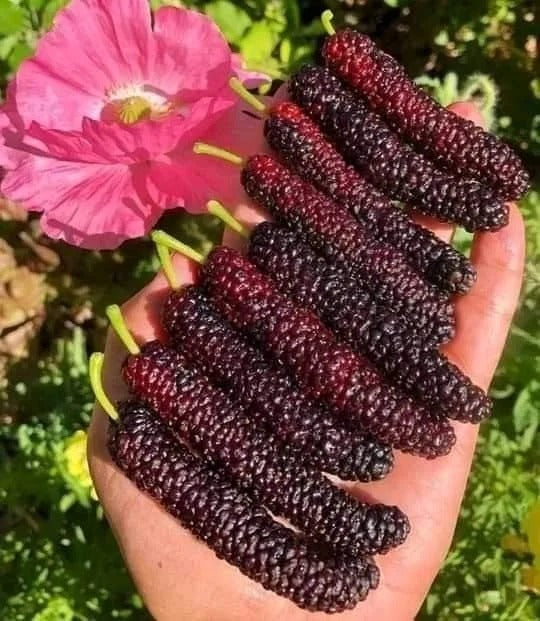 Four seasons long fruit mulberry seeds Buy 1 Get 1 Free
