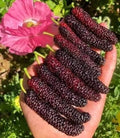 Four seasons long fruit mulberry seeds Buy 1 Get 1 Free