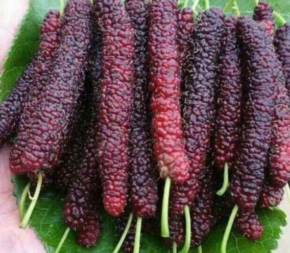 Four seasons long fruit mulberry seeds Buy 1 Get 1 Free