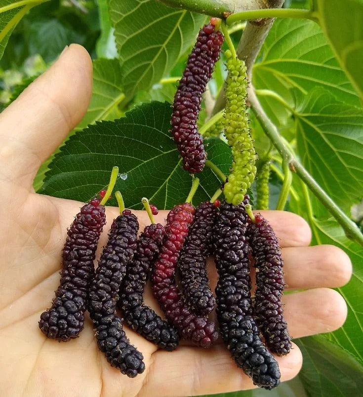 Four seasons long fruit mulberry seeds Buy 1 Get 1 Free