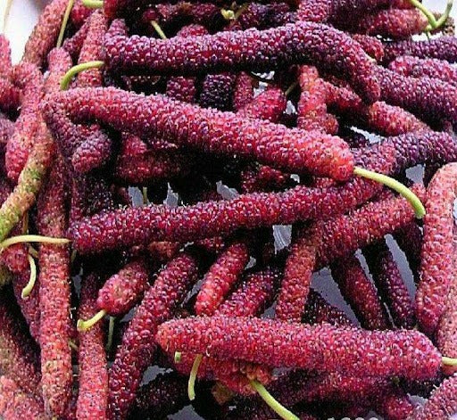Four seasons long fruit mulberry seeds Buy 1 Get 1 Free